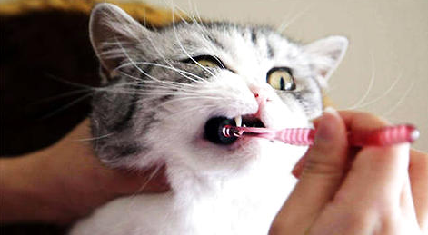 猫咪需要刷牙吗?铲屎官必知小知识!
