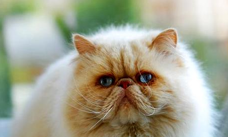 引起猫咪眼睛变红的原因有哪些?