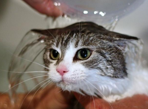 猫咪怕水吗